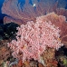 coral_soft_pc_v_0705_png1934.jpg